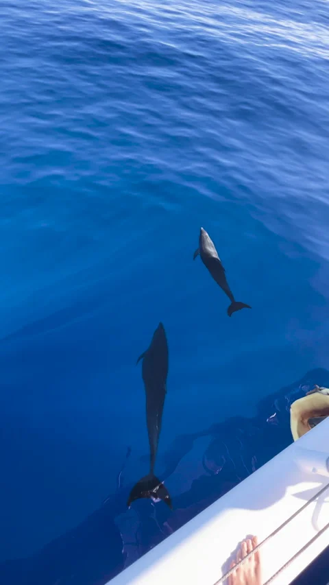 POV OF DOLPHINS FROM A BOAT Stock Footage 249111815
