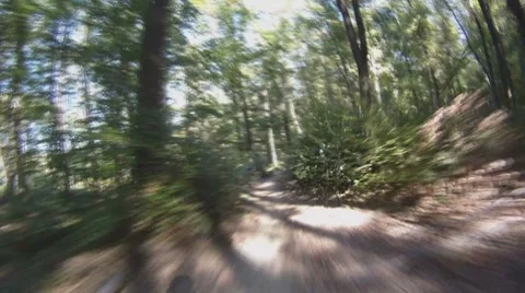POV - drive on road through forest Stock-Footage 8799460