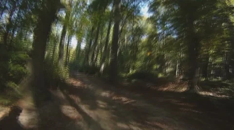 POV - drive on road through forest Stock-Footage 8801268