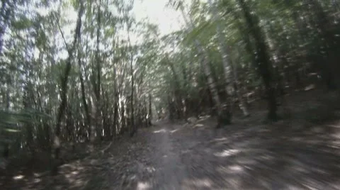POV - drive on road through forest Stock-Footage 8811208
