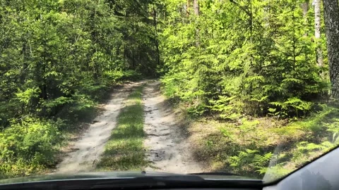 POV drive through dense forest on unpaved dirt road, vehicle moving along path Stock-Footage 342230920