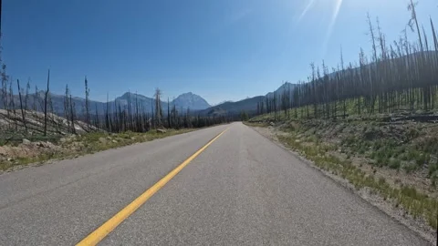 POV driving along a paved road surrounded by a burnt forest from a forest fire Stock Footage 320318660