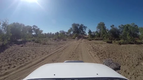 POV driving behind cattle cows on gravel road Stock Footage 71204582