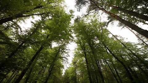 POV Driving In Forest Video stock 24583491