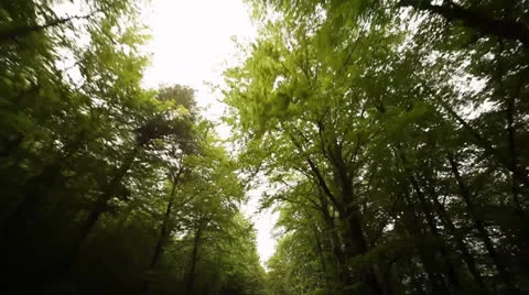 POV Driving In Forest Stock Footage 24583587