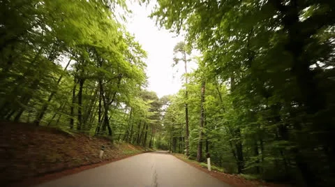 POV Driving In Forest Video stock 24583871