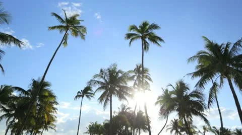 P.O.V. driving by Palm trees bathed in sunlight, Florida, USA Stock Footage 22181399