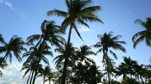 P.O.V. driving by Palm trees bathed in sunlight, Florida, USA Stock Footage 22185834