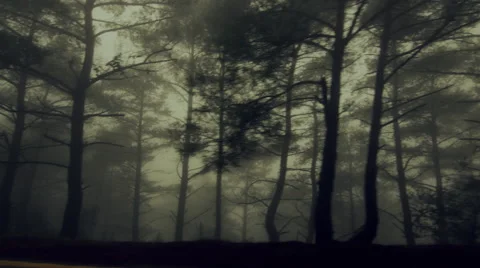 Pov driving passing by forest mountain trees surrounded in mist and fog Stock Footage 48465552