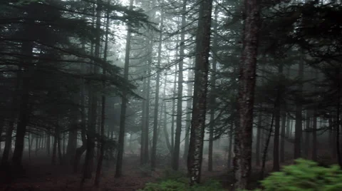 Pov driving passing by forest mountain pine trees surrounded in mist and fog Stock-Footage 67825415