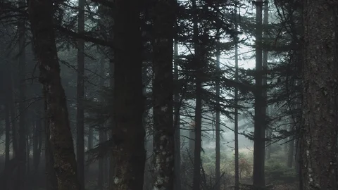 Pov Driving Passing By Forest Mountain fir Trees Surrounded In Mist And Fog 스톡 동영상 112187434