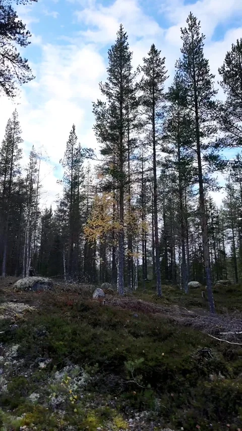 POV Driving Past Dense Pine Forest in Swedish Wilderness Stock Footage 340516858