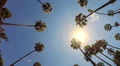 POV Driving Sunshine Climate Tropical Palm Trees Los Angeles Beverly Hills HD Footage