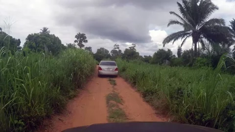 POV Driving through dense forrest Stock Footage 238686912