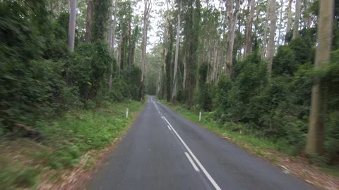 POV driving through forest road, Murramarang National Park, Australia Stock Footage 87725458