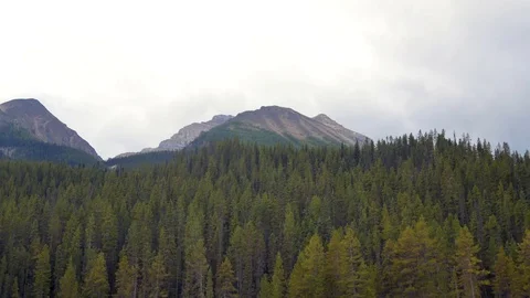 Pov Driving Through A Pine Forest In Mountains. Stock Footage 120018913