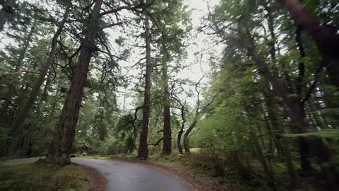 POV Driving Through Trees Forest Nature Road Trip Vídeo Stock 138289920