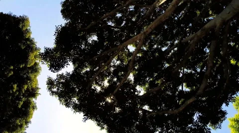 POV Driving Travel Tourism Vacation Sun Palm Trees Beverly Hills USA Stock Footage 42251744