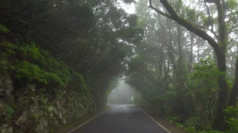 POV. Driving under canopy of mountain relict misty forest, Tenerife, Canary. Video stock 47702773