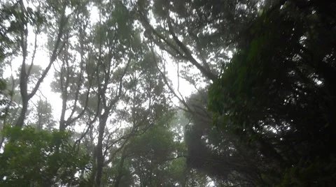 POV. Driving under canopy of mountain relict  forest, Tenerife, Canary islands. Vidéo 47703077