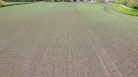 Pov Drone Flight Along Young Wheat Crop Seedlings Uk Farming Stock Footage 192557470