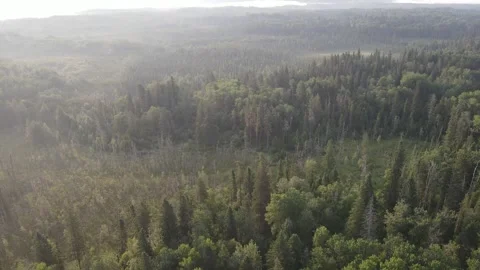 POV from a drone flying over a vast northern park forest that is shrouded in Stock Footage 336506856