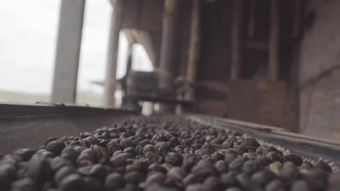 POV of dry coffee passing through the production line mat, selective focus Stock-Footage 163427170