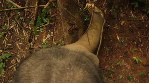 POV of an elephant looking for something to eat in Thailand Stock Footage 62468381