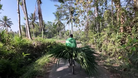 POV Farmer Riding Bicycle Through Tropical Village Fields Stock Footage 345158491