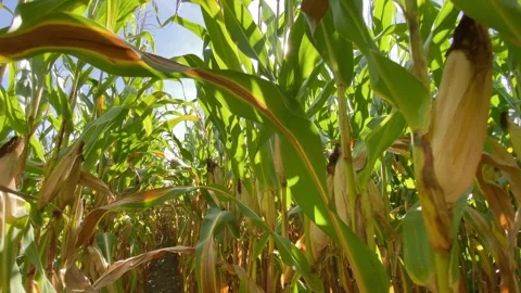 POV (Fast) Through Cornfield Mid-Day with Sun Flares Stock Footage 138875364