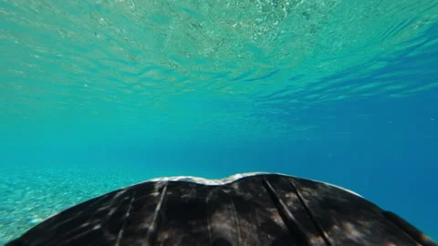 POV of a fin moving in the ocean Stock Footage 313826431