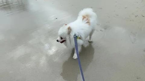 POV first person point of view  walking dog on leash on sandy beach. Dog scared Stock Footage 282859801
