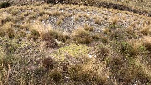 Pov first person view going down a steep mountain with stones and vegetation on Video stock 164604767