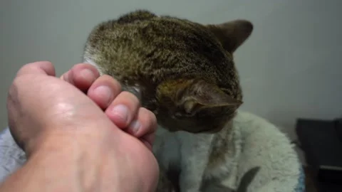 Pov first person view stroking an affectionate female cat on the chin and her Video stock 164559887
