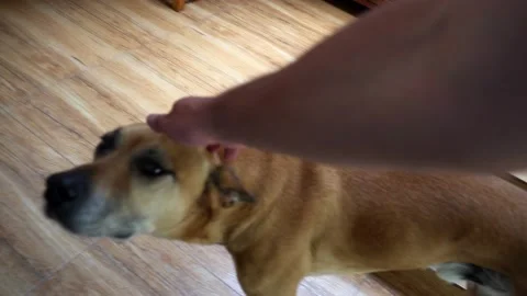 Pov first person view stroking a dog with three legs in the living room Stock-Footage 164622053