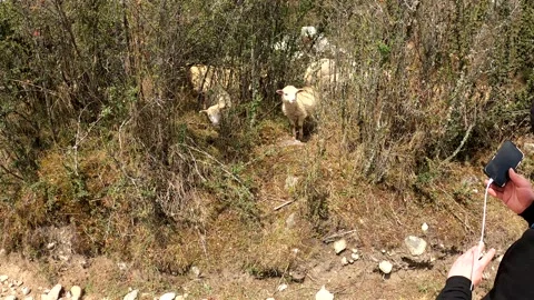Pov first person view trying to caress a small sheep in the bushes on a mountain Stock Footage 164612343
