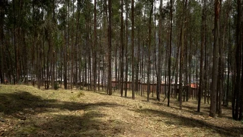 Pov first person view walking through a large pine forest in the daytime in El Video stock 164559784