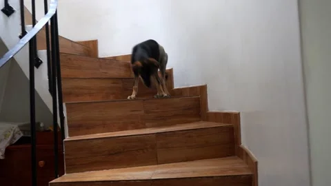 Pov first person view watching a small dog rescued from the street going down Vidéo 164622090