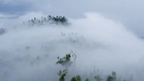 POV flight in Clouds among the trees in the mountains Stock Footage 273071496