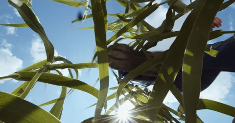 POV Footage of a Farmer Walking Through a Cornfield, Shot From Ground Level with Stock Footage 264342003