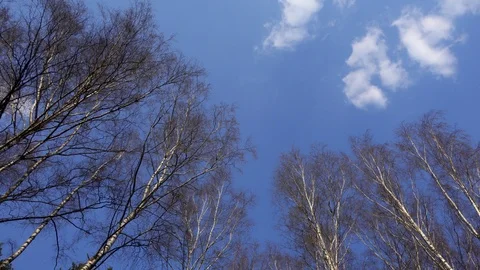 POV of forest in early spring. Brown trees with fresh foliage against blue sky 스톡 동영상 109239508