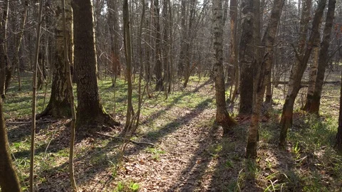 POV of forest in early spring. Brown trees with fresh foliage 스톡 동영상 109239564