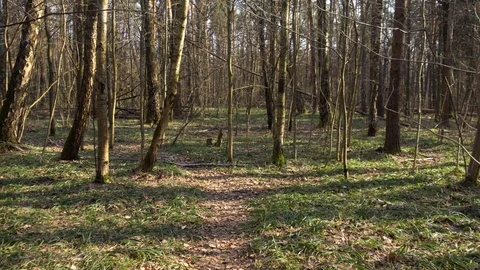 POV of forest in early spring. Brown trees with fresh foliage 스톡 동영상 109449333