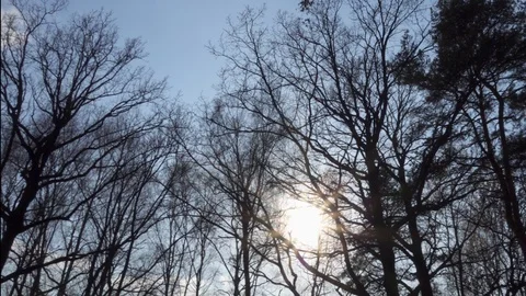 POV of forest in early spring. Dark silhouettes of trees with against blue sky 스톡 동영상 109449254