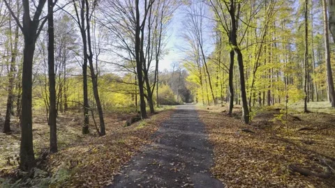 POV Forest Path: Silent Walk Through Golden Autumn Woods 스톡 동영상 292970687