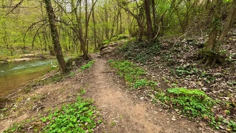 POV Forest Path Walk Through Trees to River - 4K Early Spring Nature Discovery Video stock 332729971