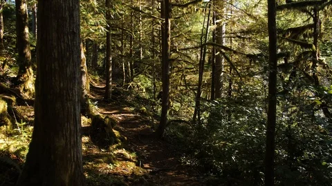 Pov Forest Trail Stock Footage 104227764