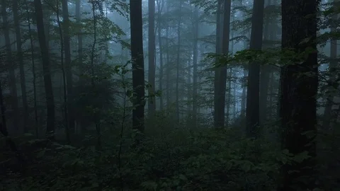 POV of forest trees Vídeo Stock 120421690