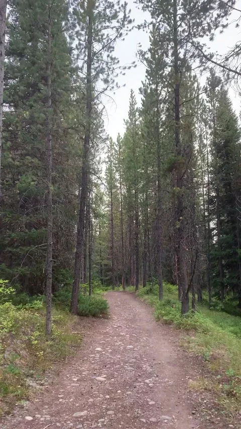POV Forest Walk HD Stock Footage 178515678