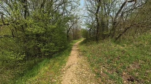 POV Forest Walk Through Low Vegetation - 4K Early Spring Nature Hiking Trail Stock Footage 332728692